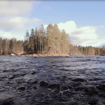 Video – Järvitaimenten ylisiirto Lieksanjoella