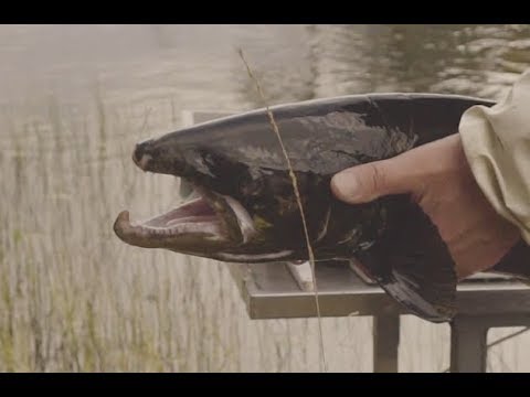 Uusia videoita Lieksanjoen vaelluskalakärkihankkeesta